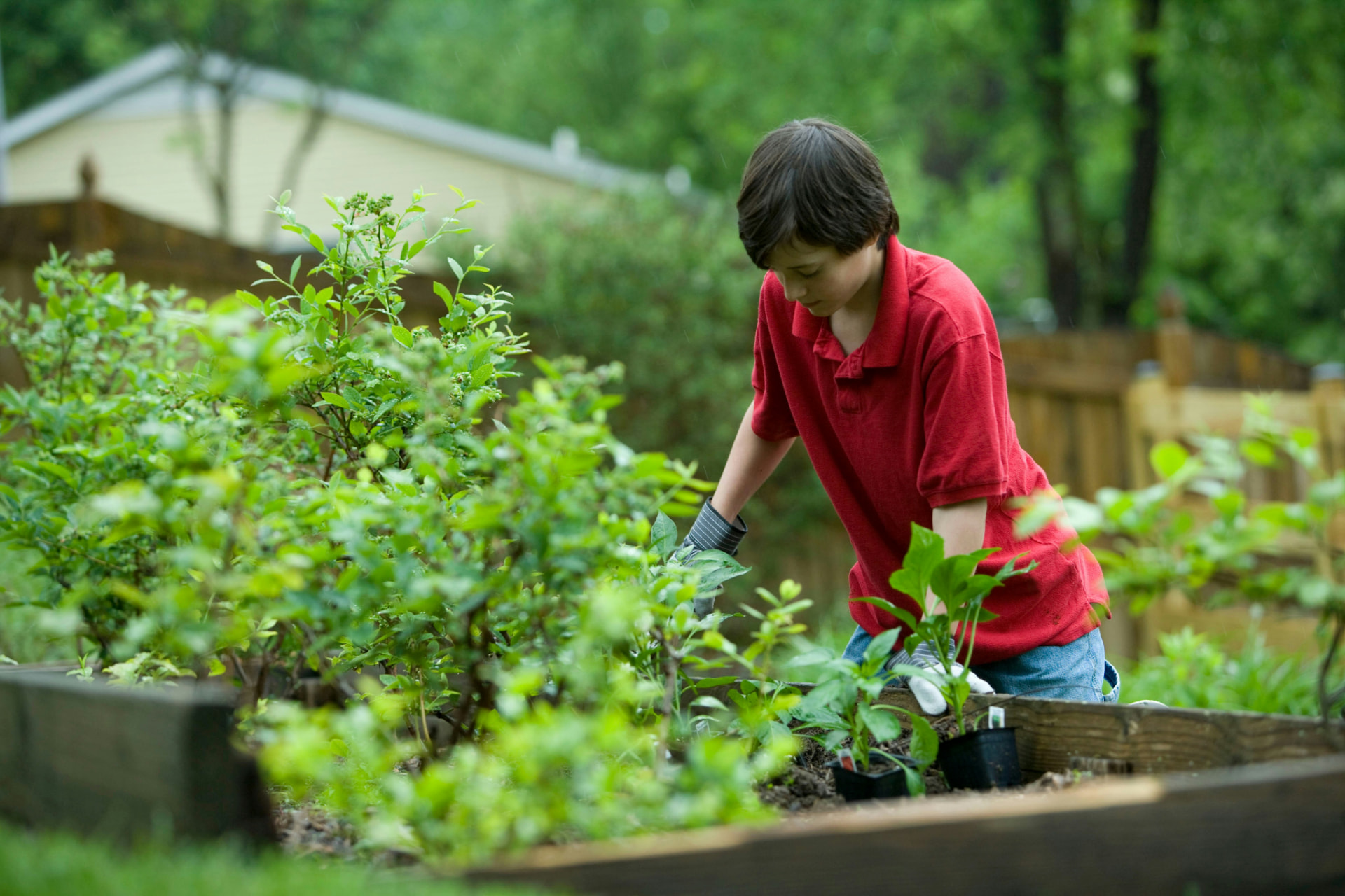 Kid tending plants in a raised garden bed